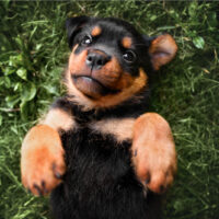 cute rottweiler puppy lying on back