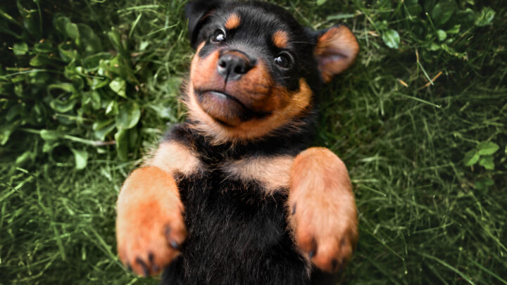 Top 9 Most Reputable Rottweiler Breeders In Ontario