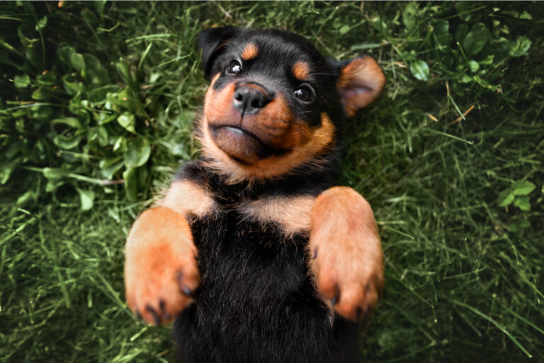 cute rottweiler puppy lying on back