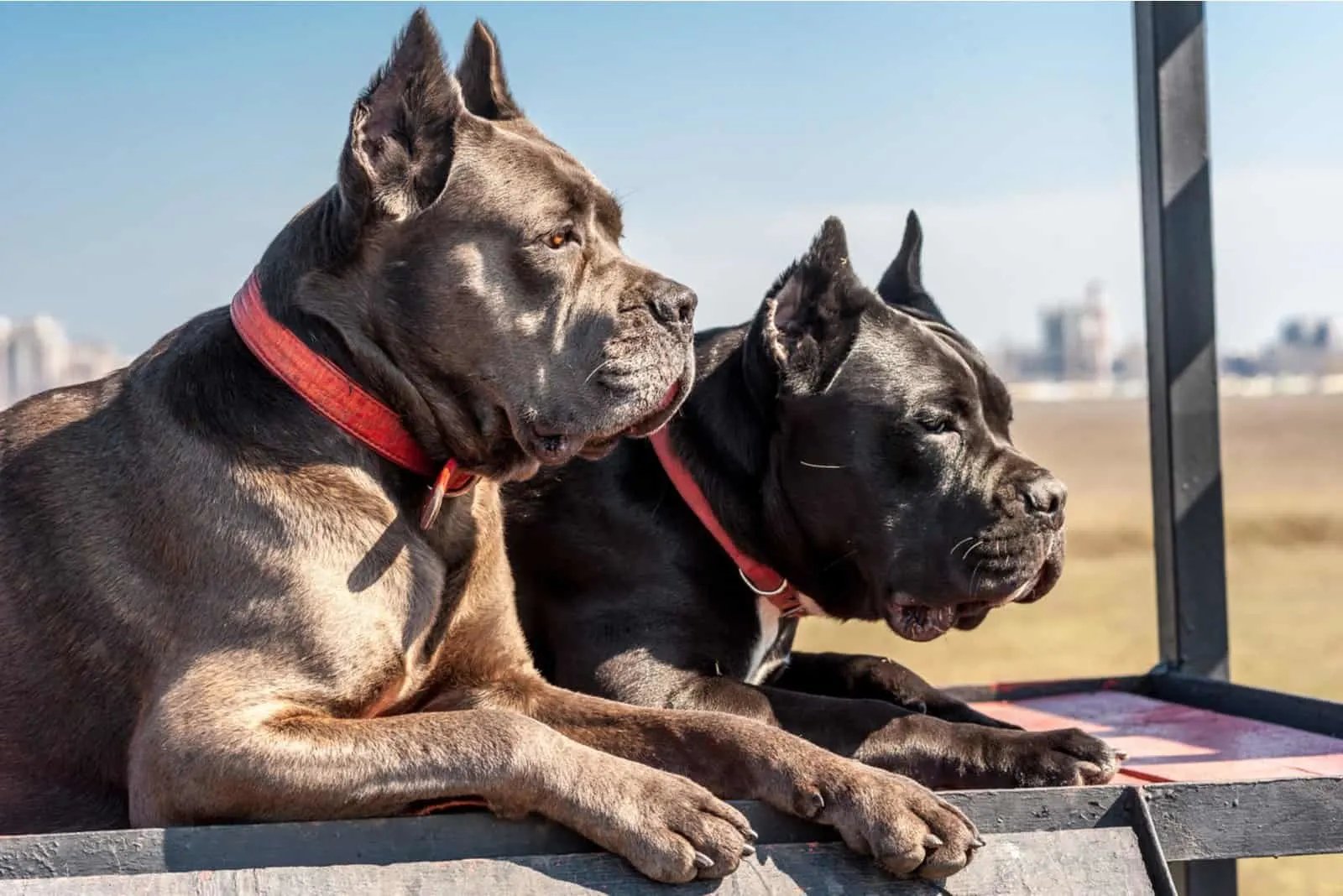 Two cane-corso dogs lie on the field