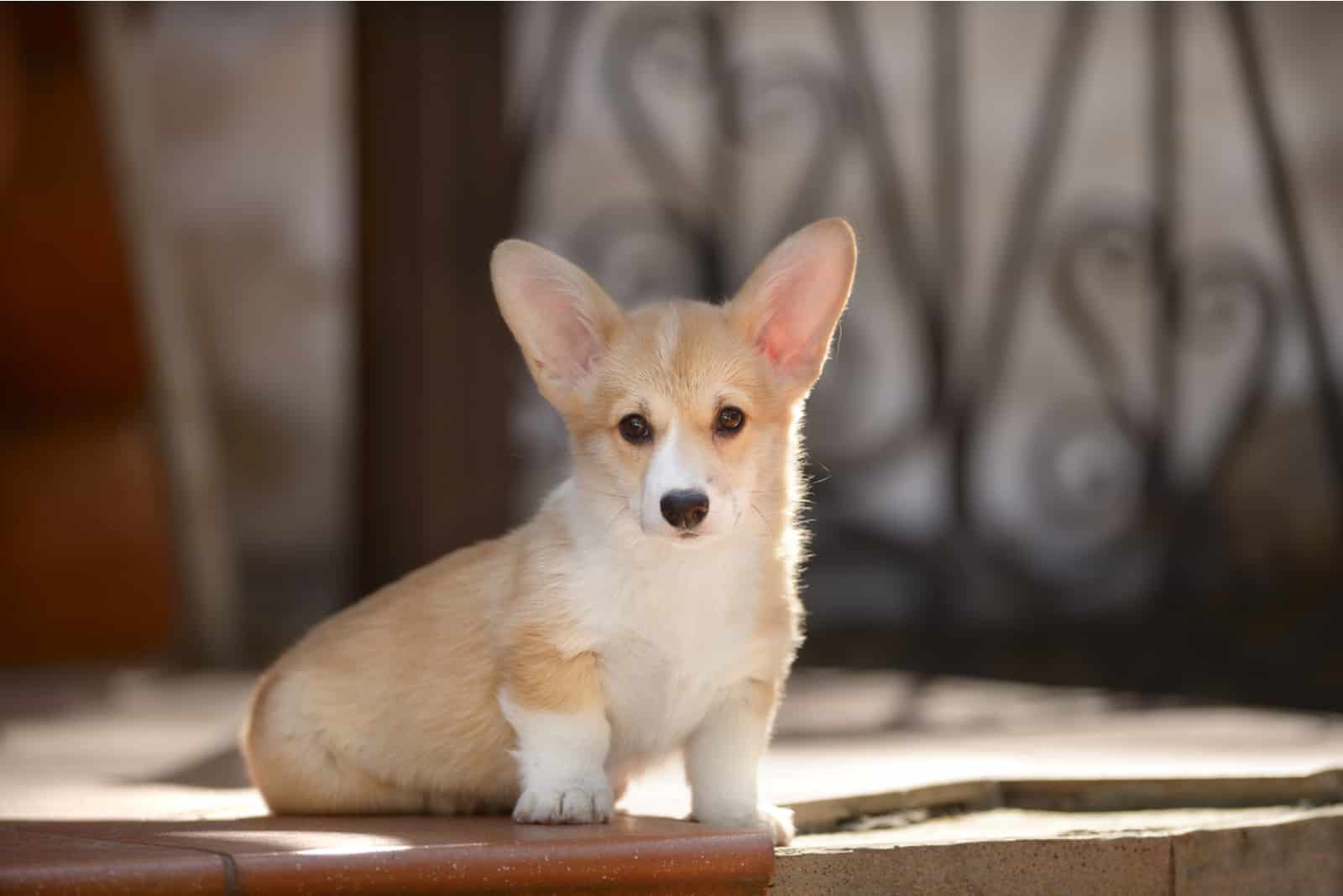 Welsh Corgi Pembroke Puppy