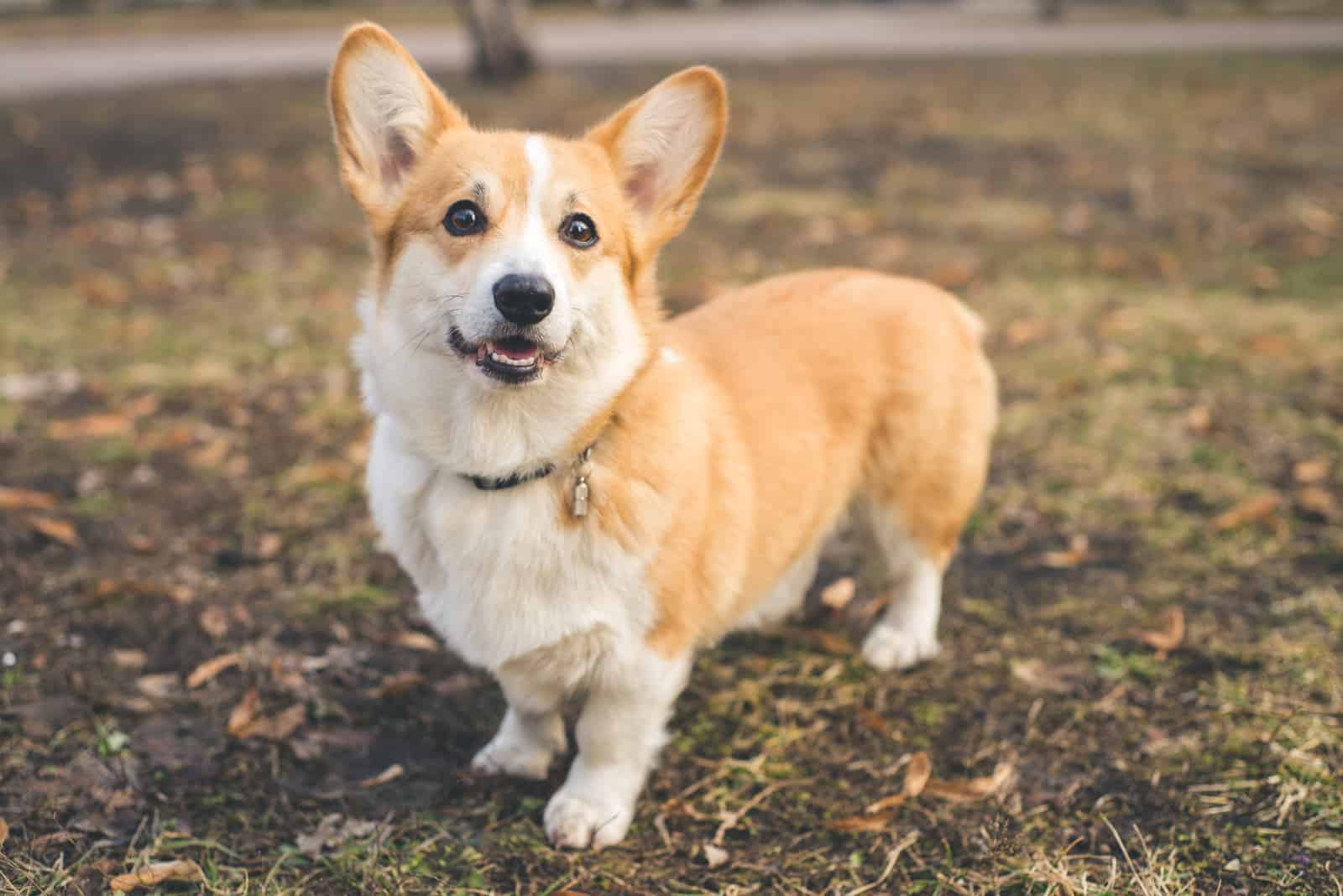 Welsh Corgis stands and looks at the camera