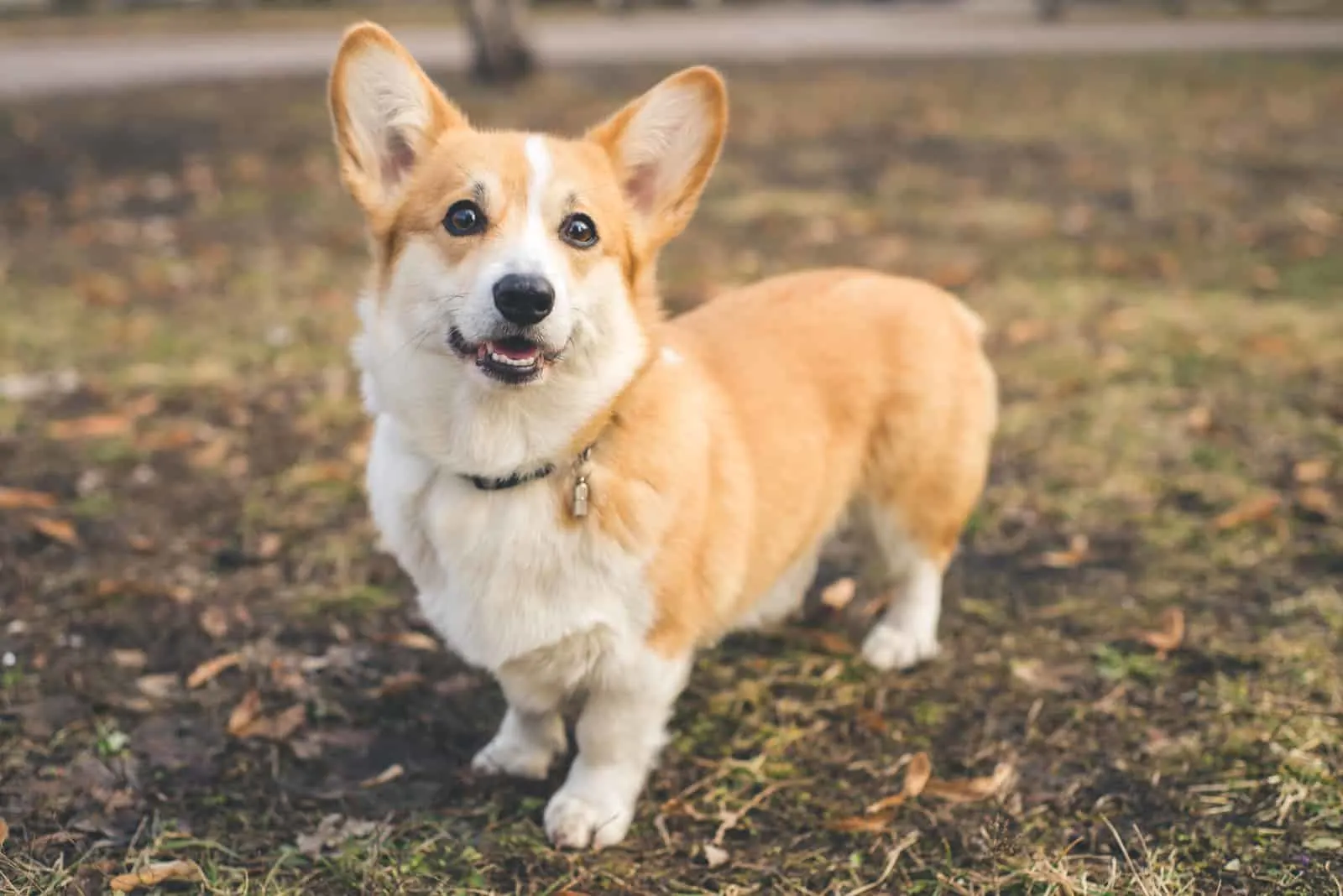 Welsh Corgis stands and looks at the camera