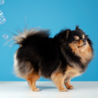 pomeranian spitz farting