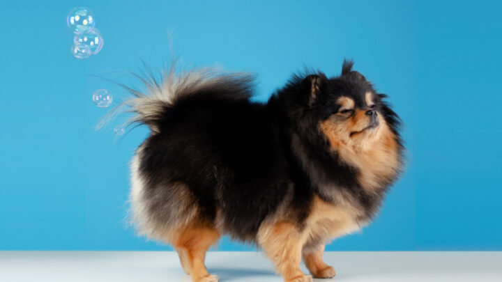 Why Does My Dog Fart So Much? 5 Causes And Solutions