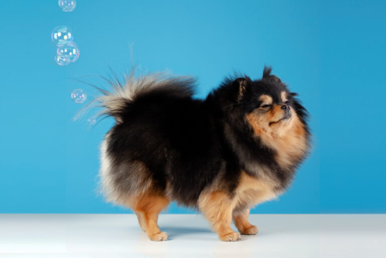 pomeranian spitz farting
