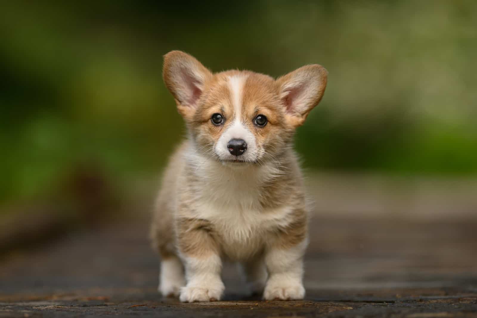 a beautiful corgi puppy stands and stares in front of him