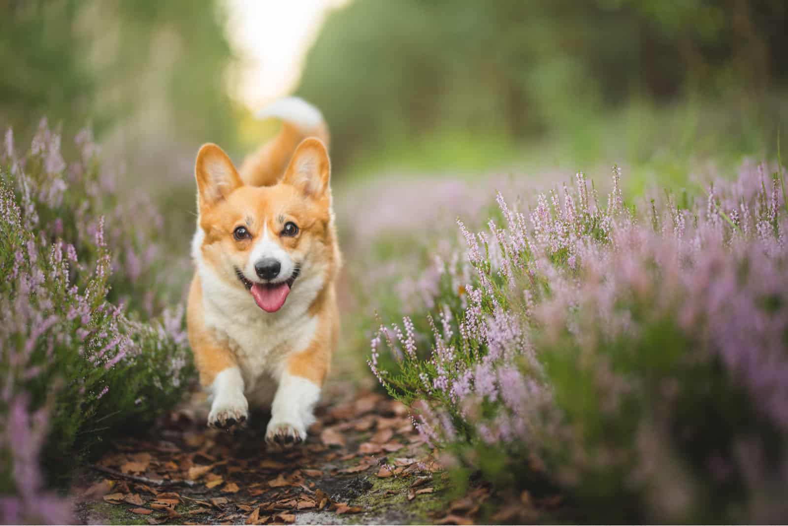 a beautiful corgi runs through a field of lavender