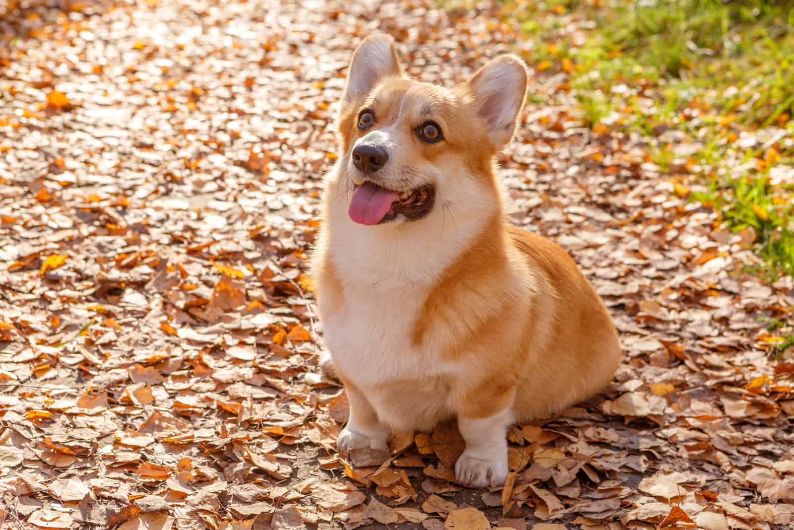 a beautiful corgi sits in a park on a leaf and looks up at the sky