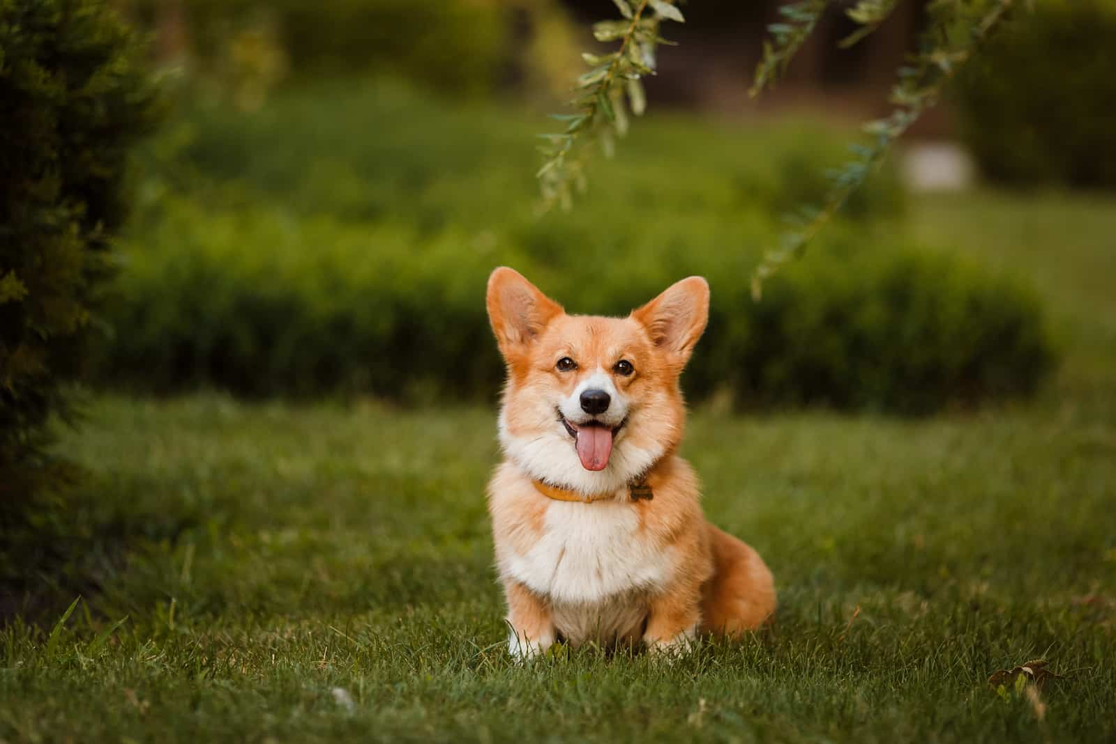 a beautiful corgi sits on the grass with his tongue out