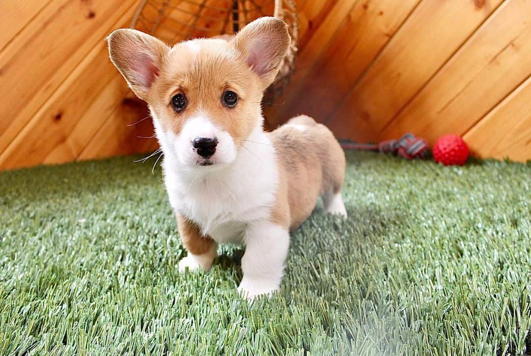 a beautiful corgi stands on artificial grass