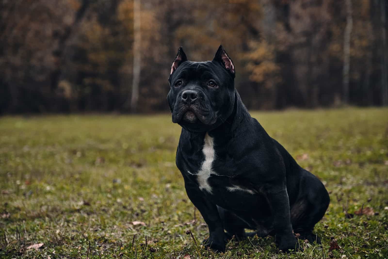 a black american bulldog sitting on the grass