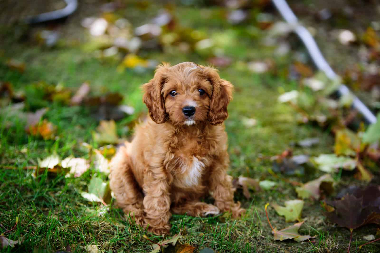 a cavapoo puppy sitting on the grass