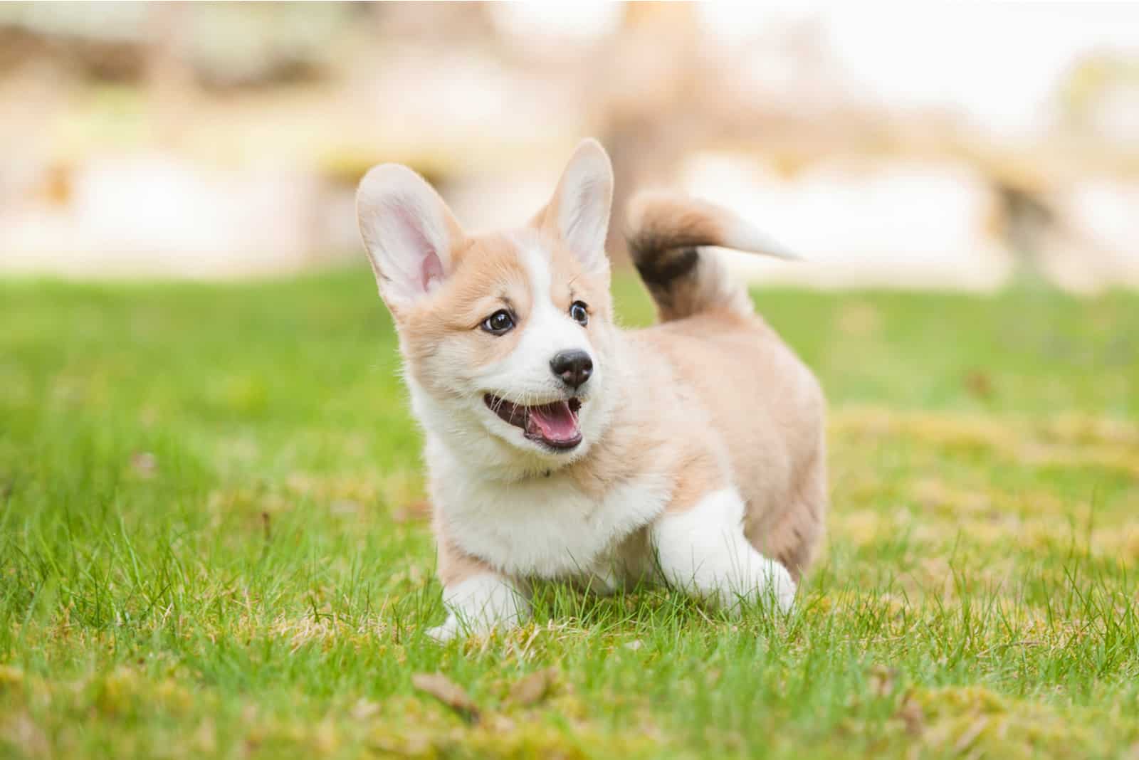 a corgi puppy runs across the grass