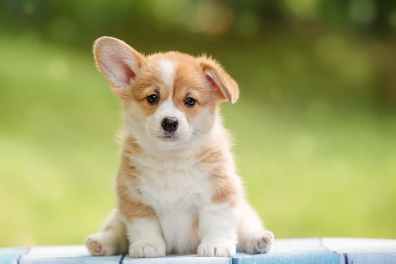 a corgi puppy sits on the back and looks at the camera