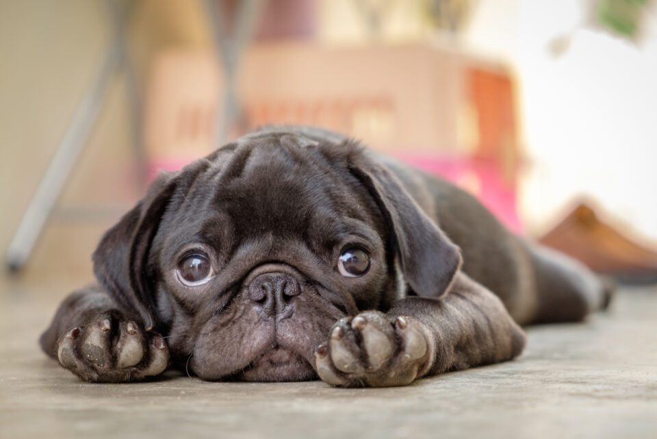 How Much Do Pugs Cost Everything You Need To Know!