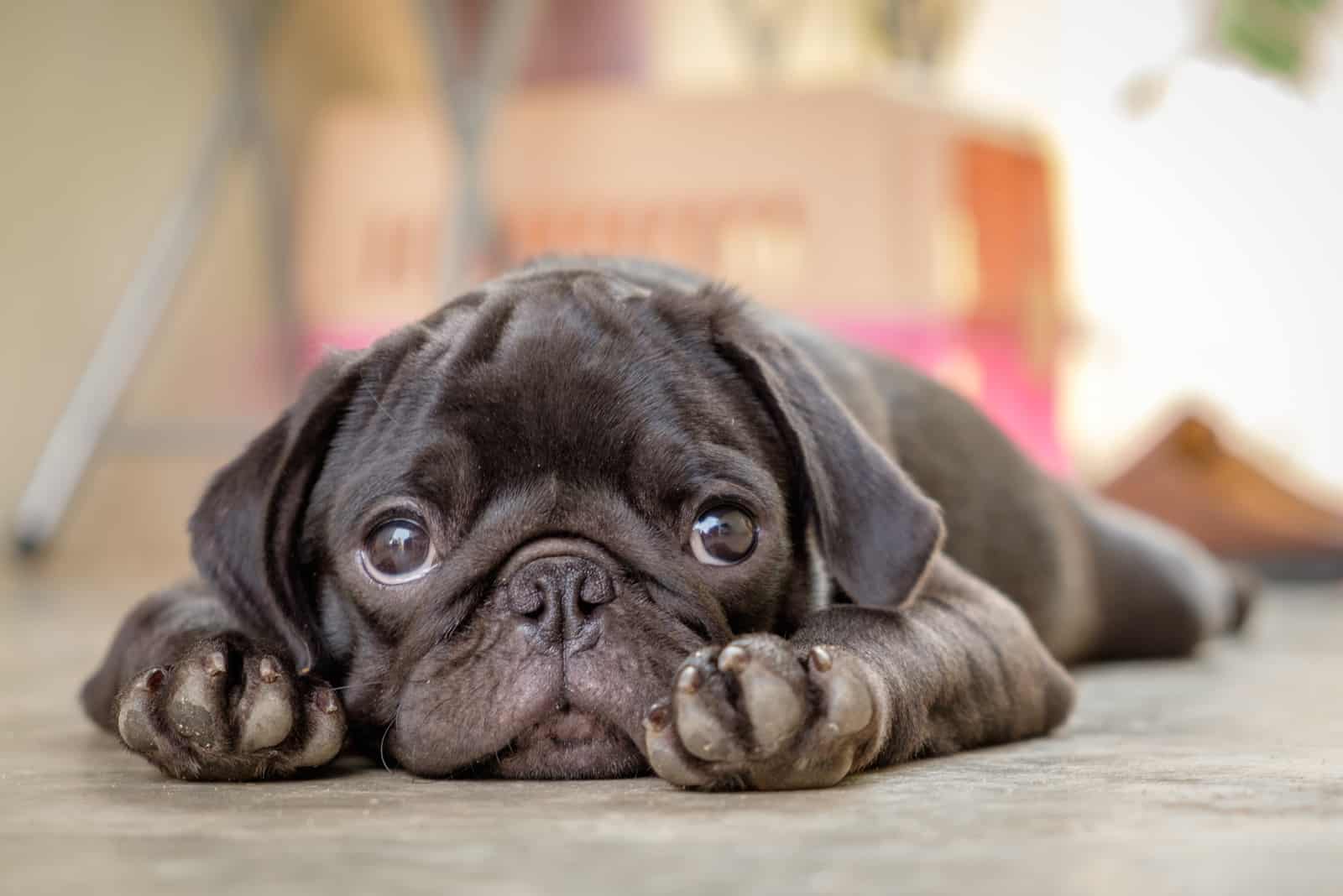adorable pug dog lying on the floor