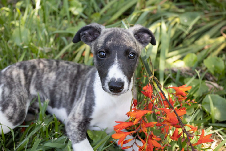 11 Best Whippet Breeders And The Signs Of A Good Breeder