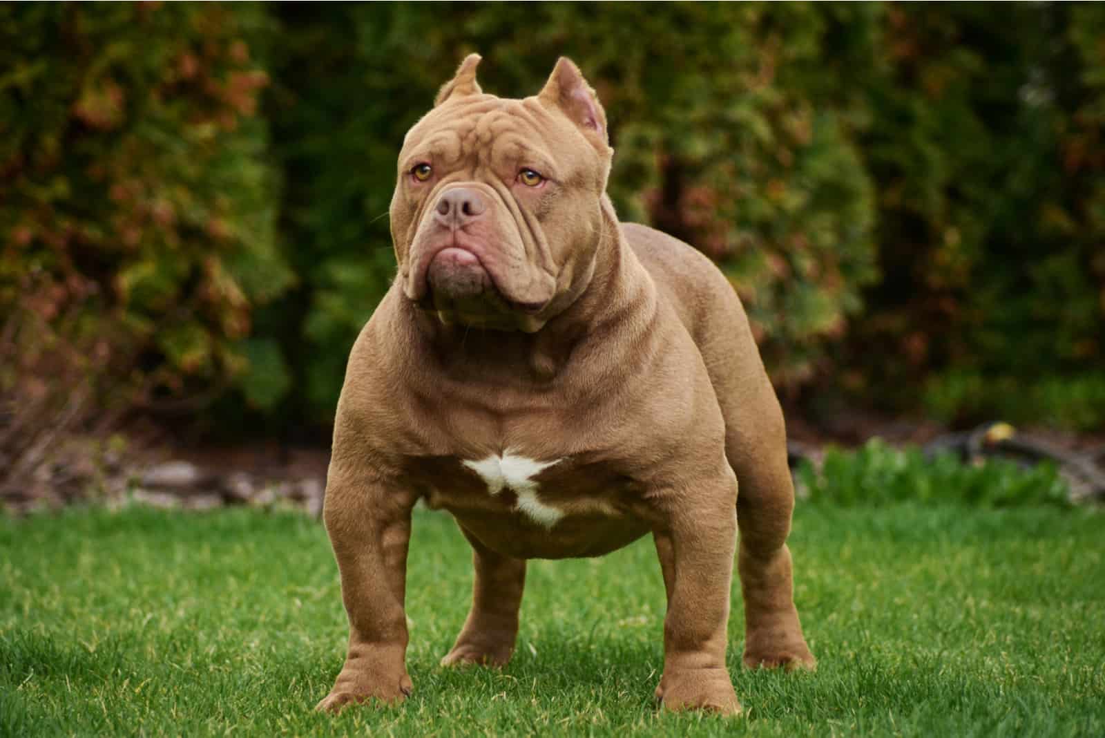 adult american bully