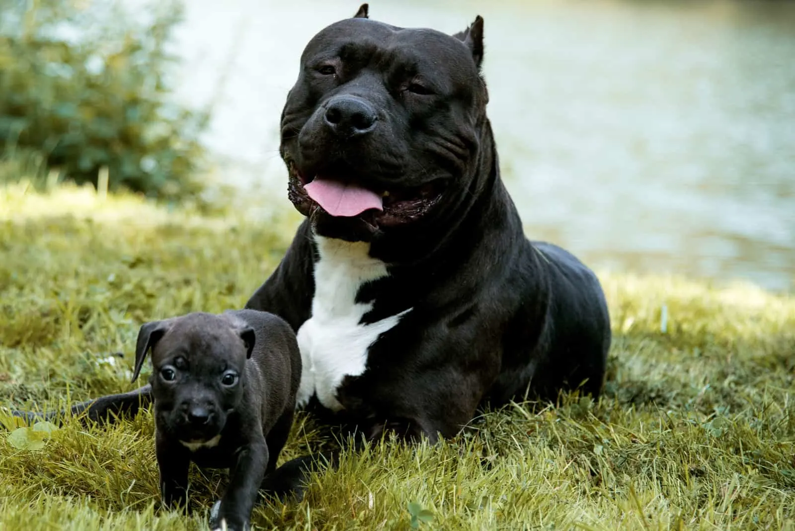 american bully and puppy