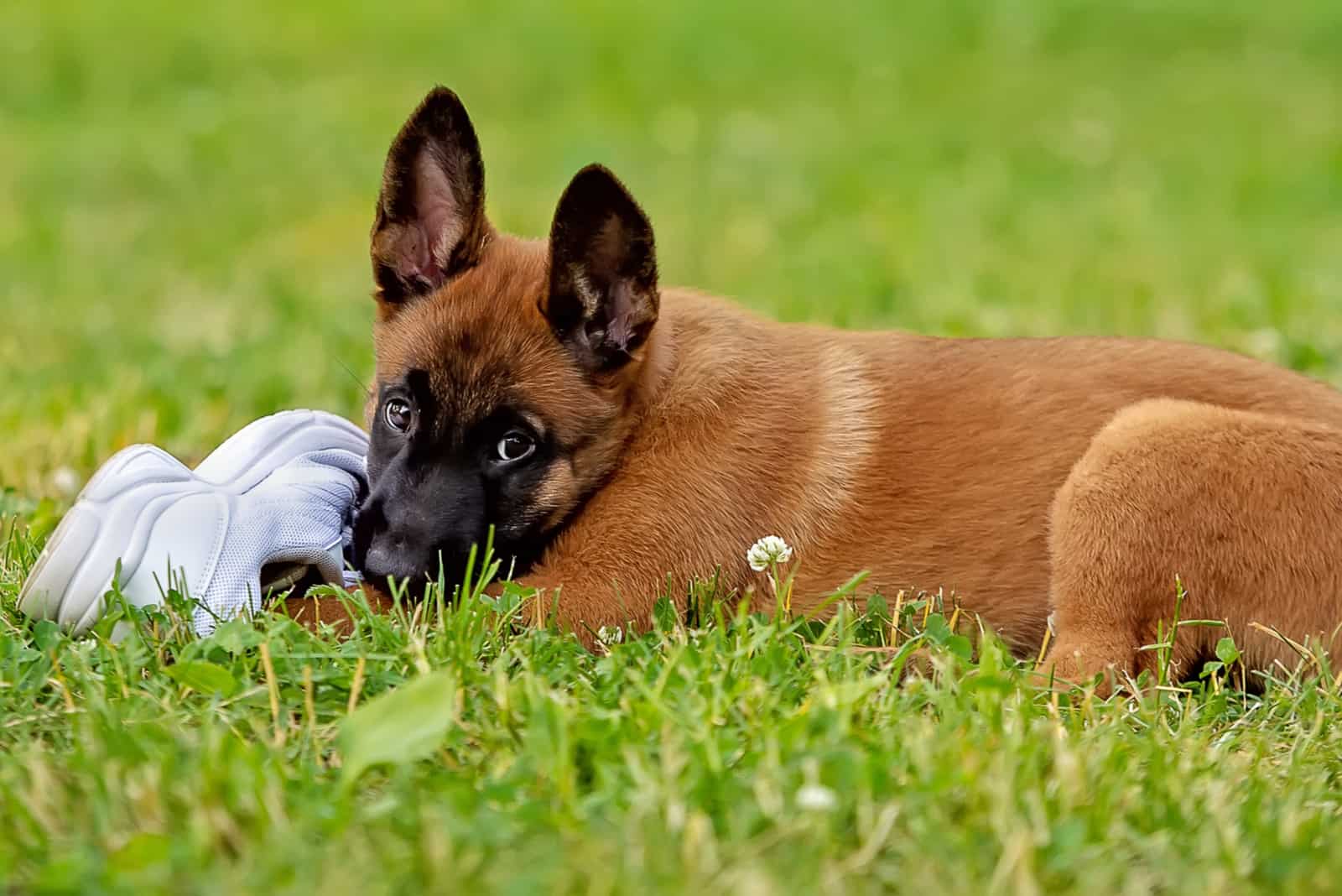 belgian malinois puppy playing with a shoe