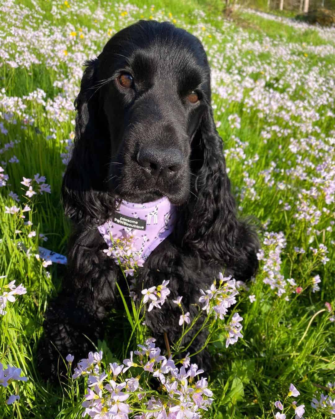 black Cocker Spaniel in field of flowers