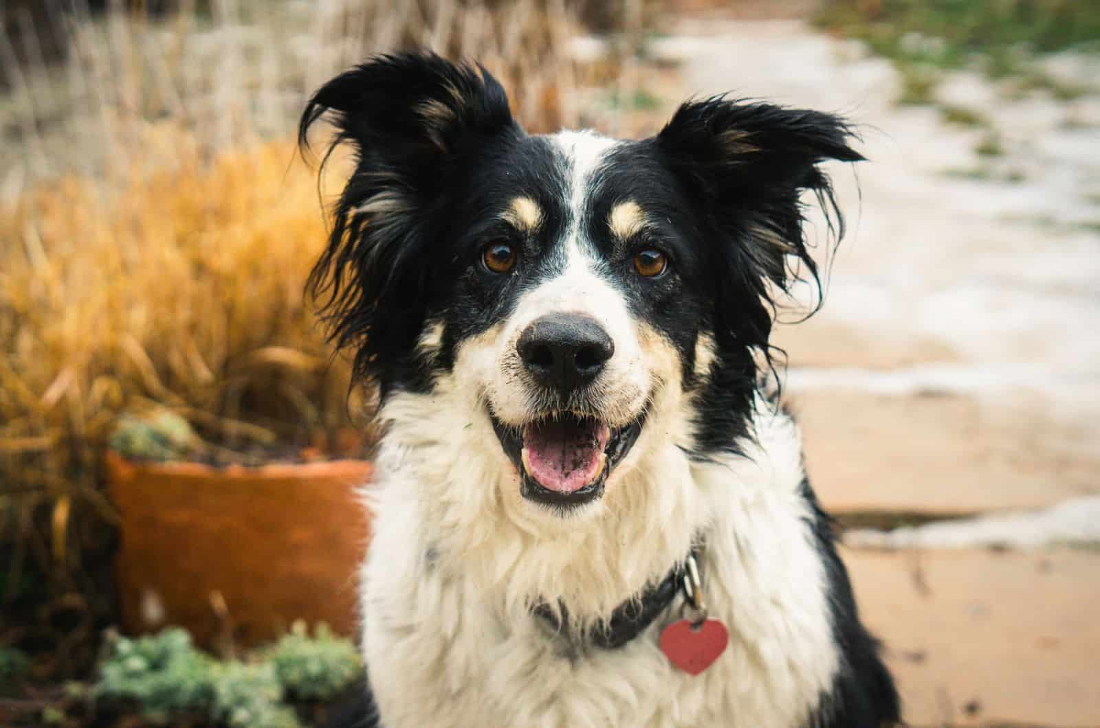 border collie dog wearing a collar