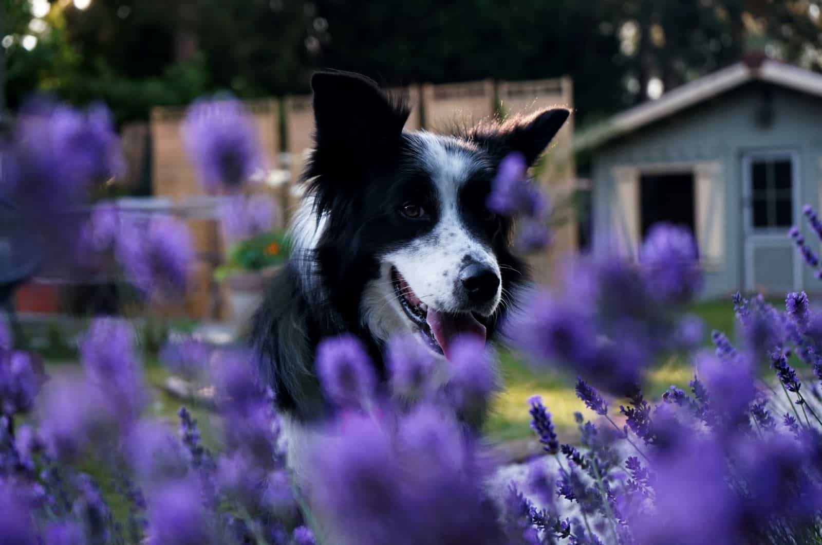 border collie photographed near flowers