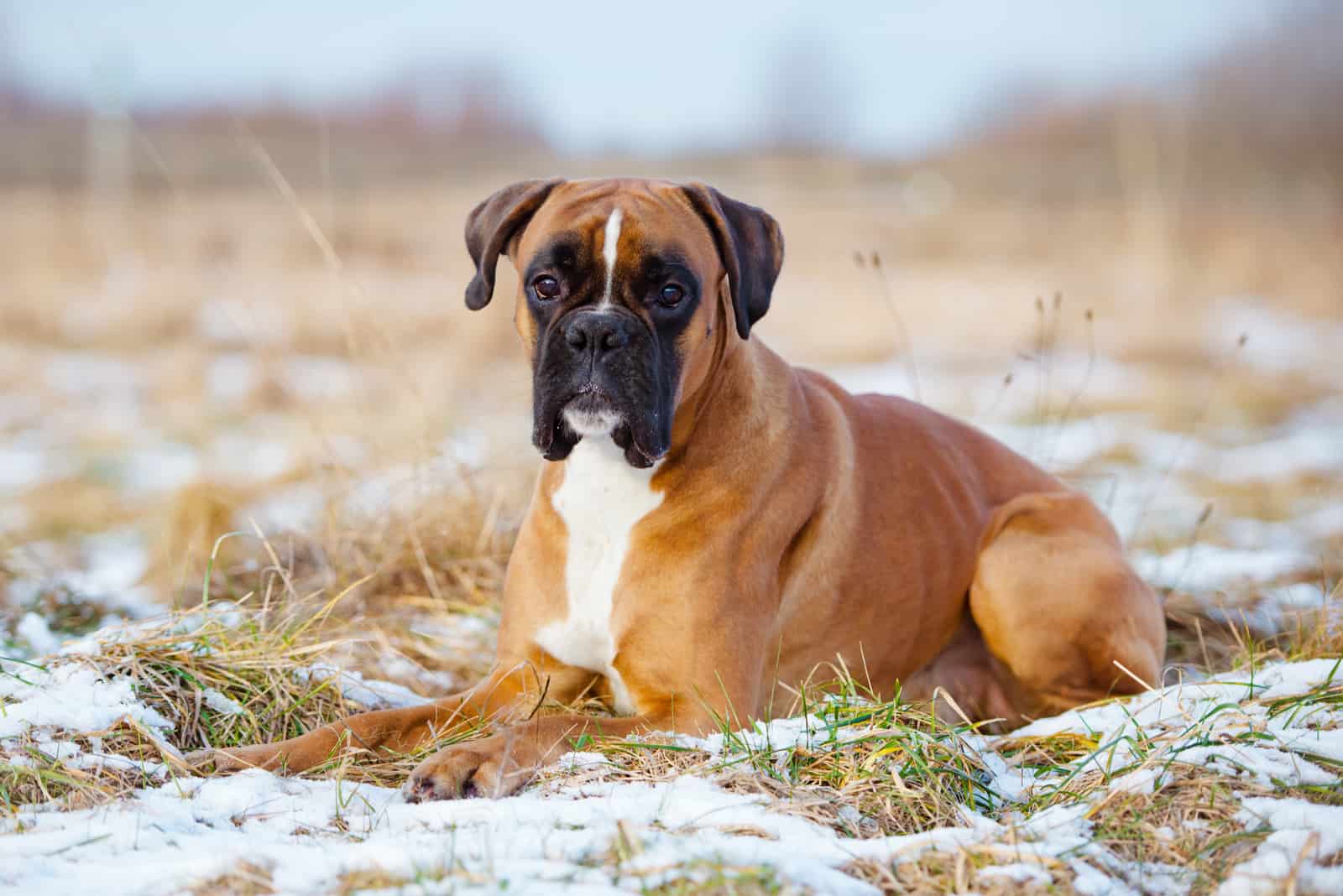 boxer dog lying down outdoor