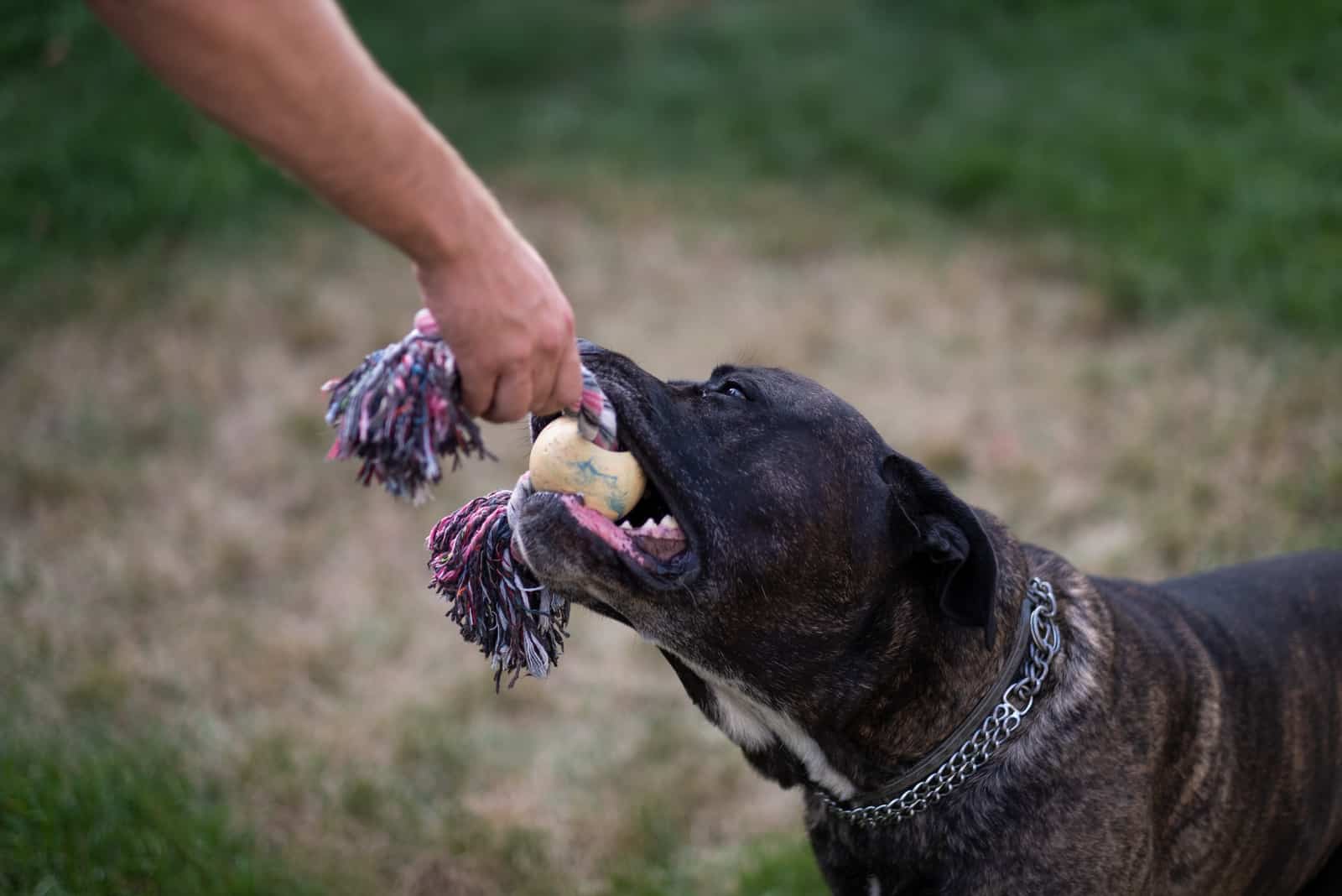 cane corso pulling on a dog toy