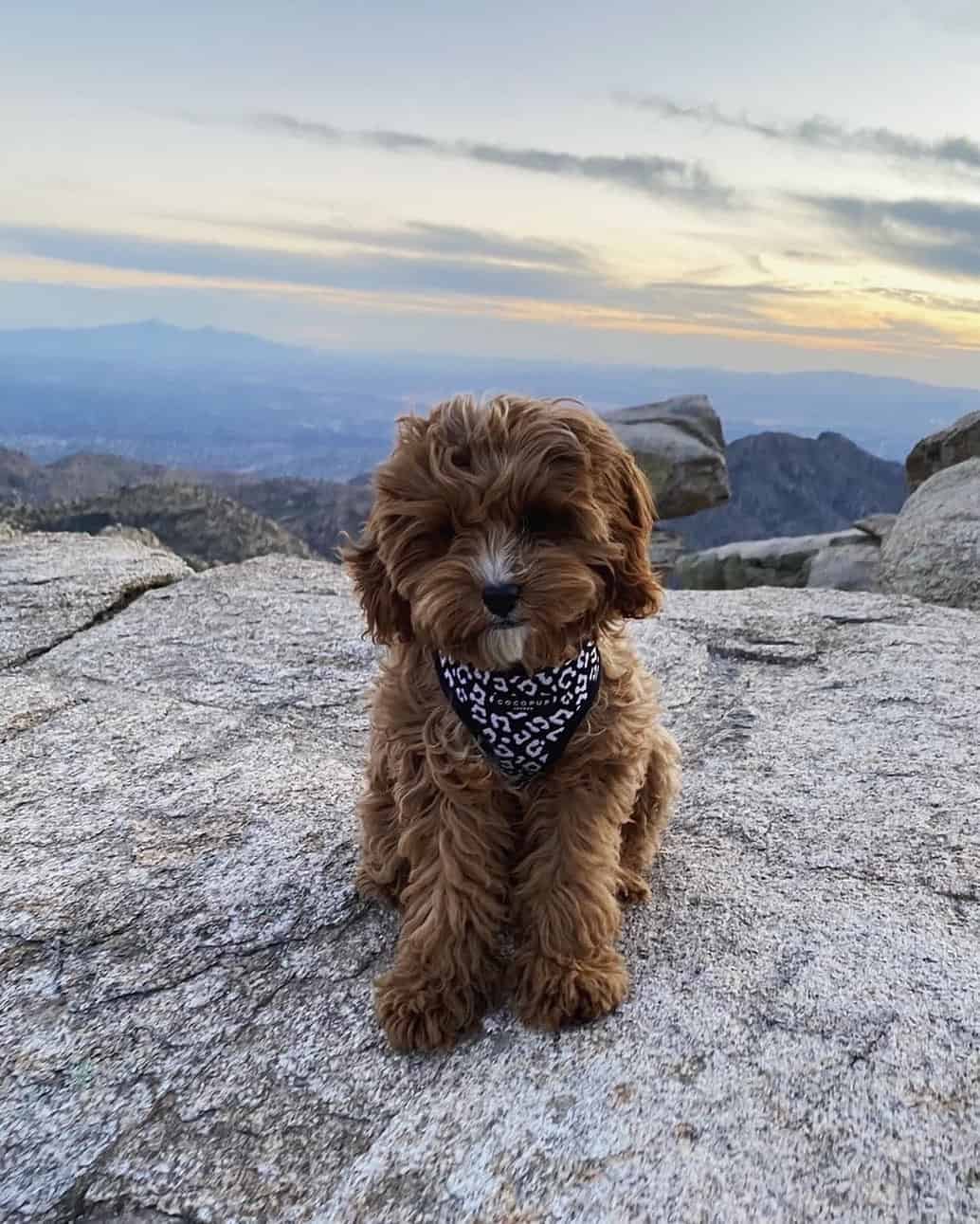 cavapoo puppy standing on rock