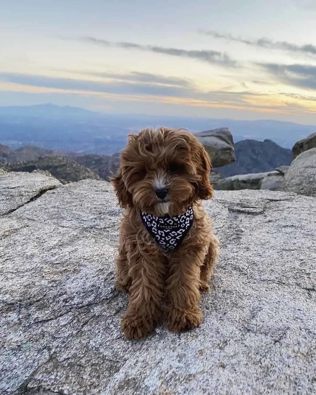 cavapoo puppy standing on rock