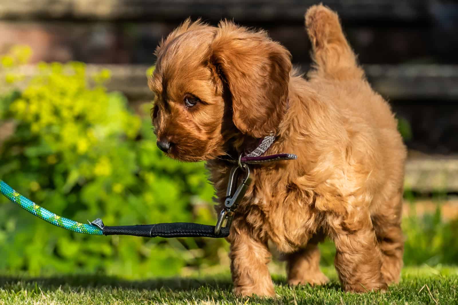 cavapoo puppy walking on grass