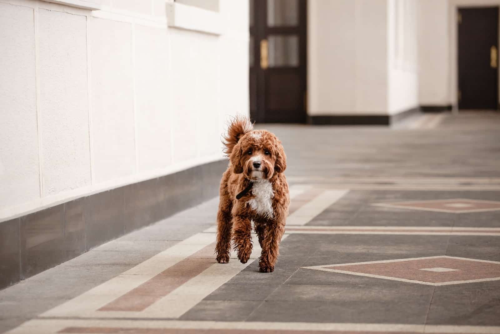 cavapoo sets down the street