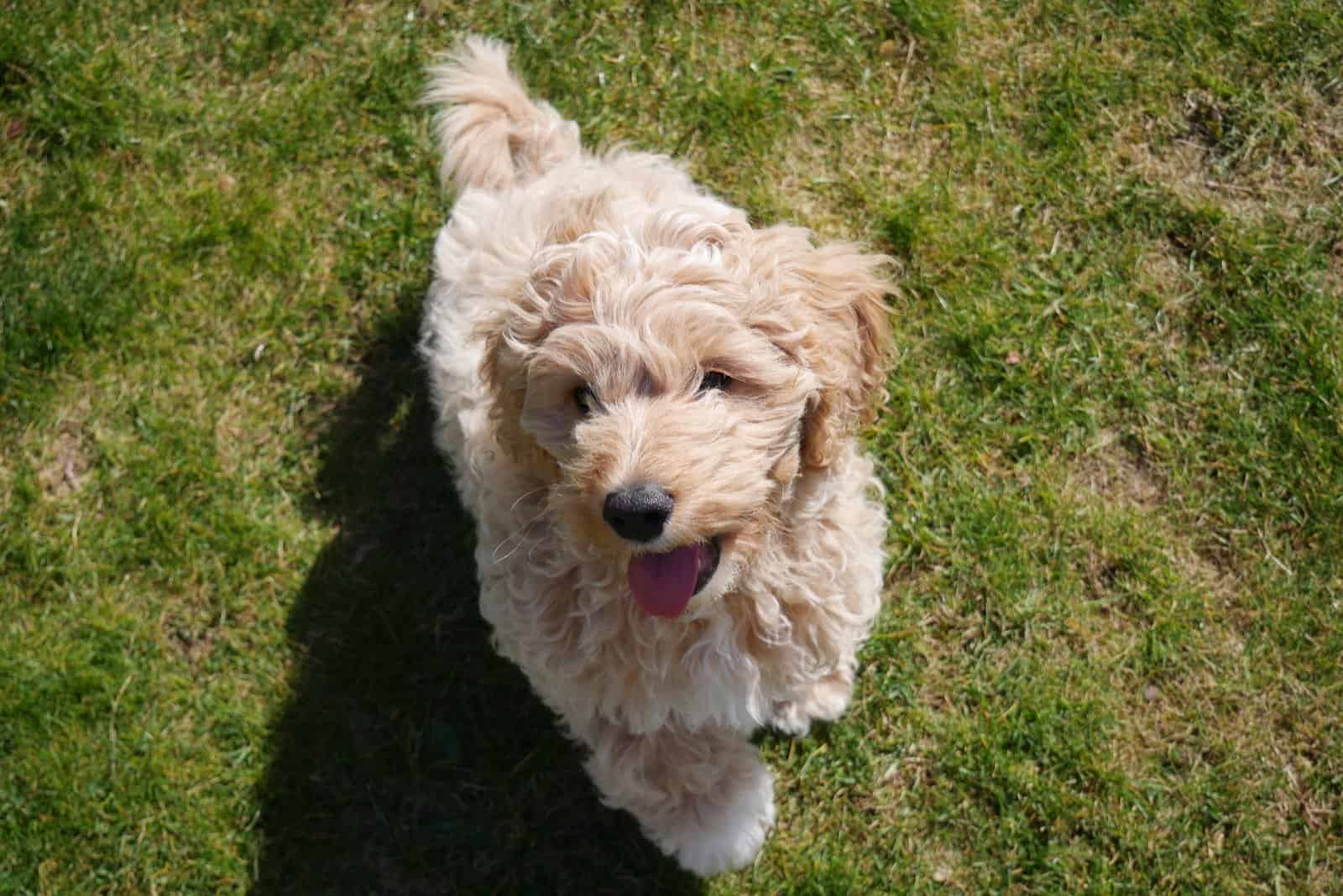 cavapoo walks on the grass