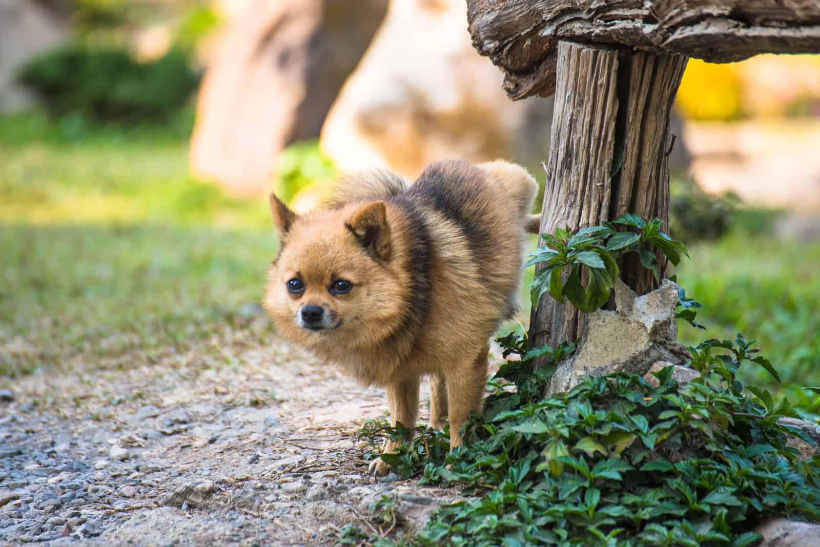 chihuahua urinating on wooden