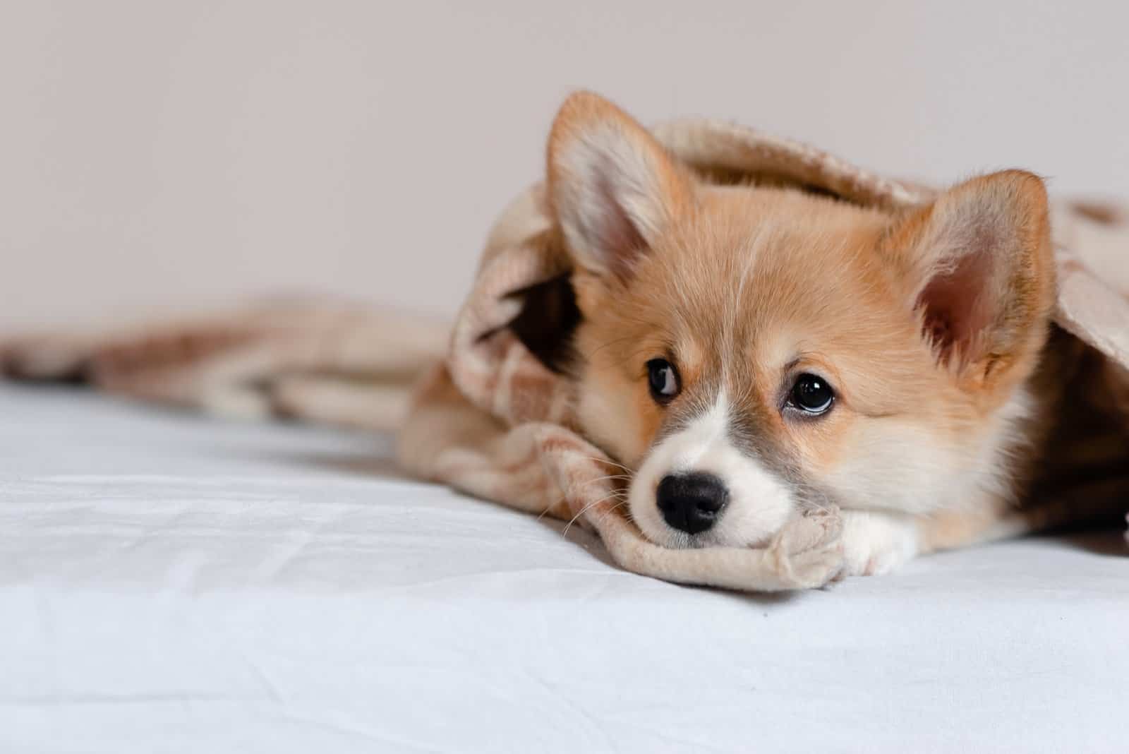 corgi covered in a blanket