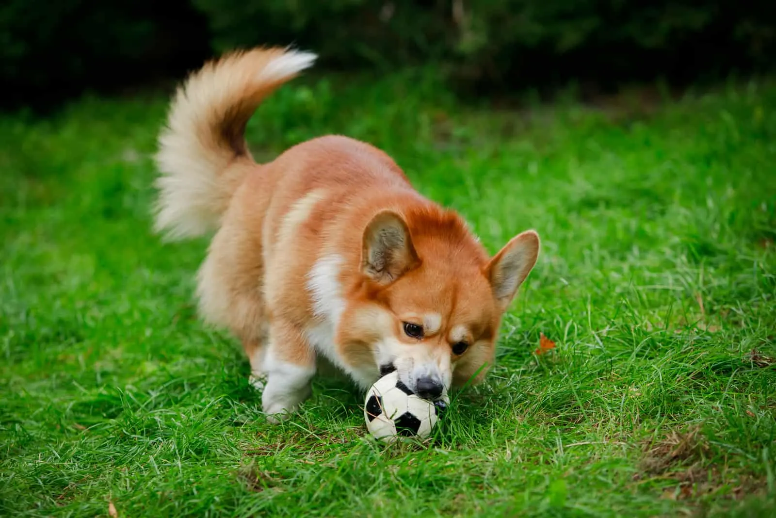 corgi is played with a ball on a green surface