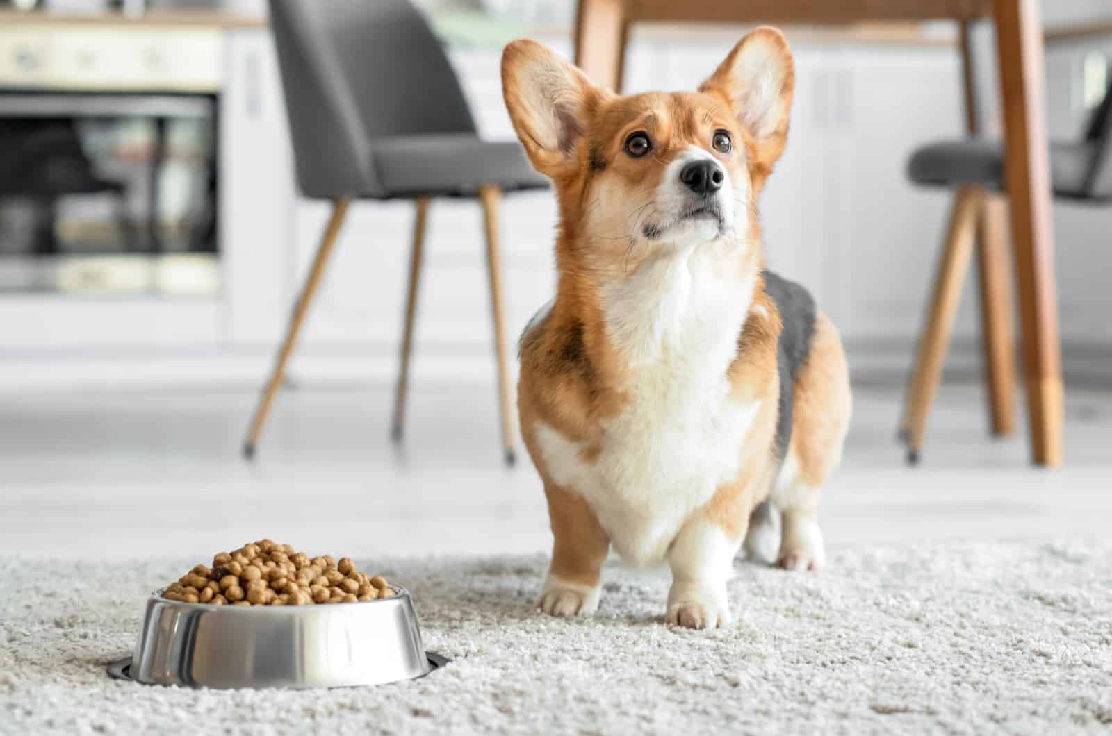 corgi next to a bowl of food