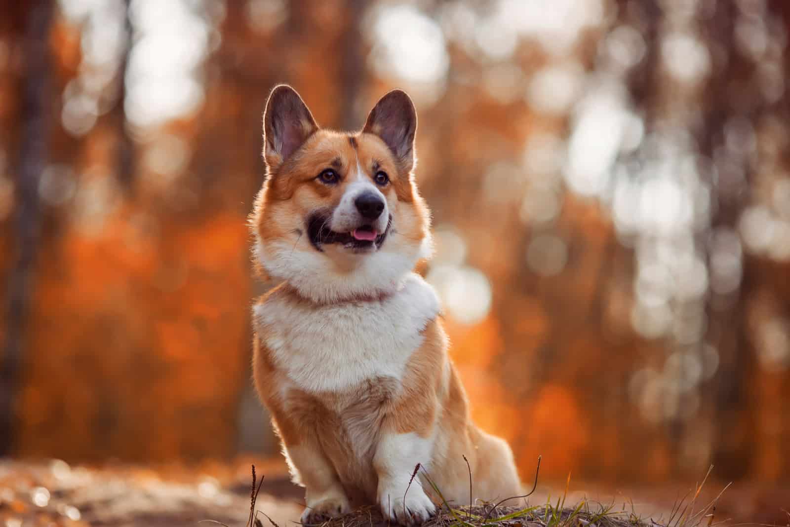 corgi photographed in a forest