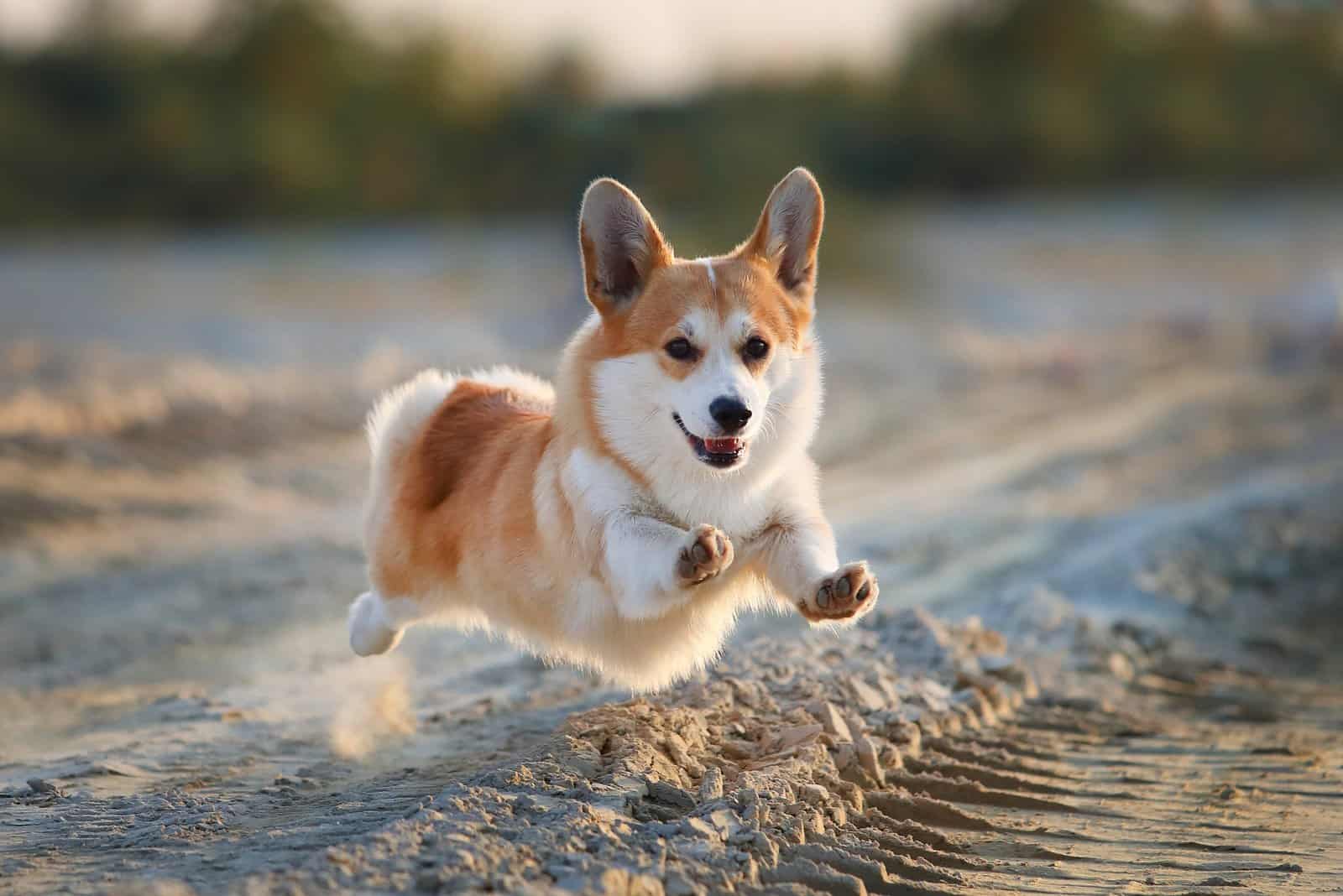 corgi running along the beach