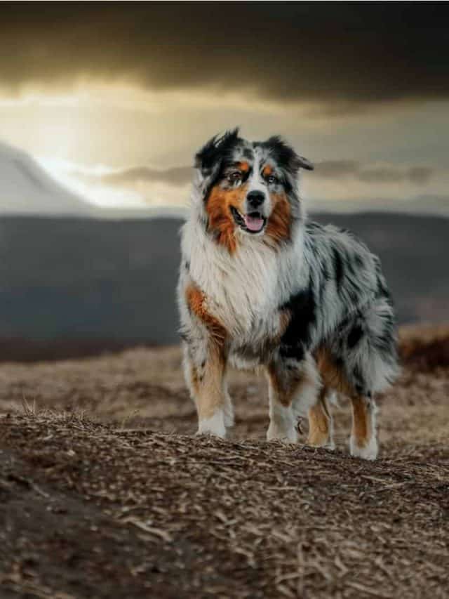 How Much Does An Australian Shepherd Cost? 5 Factors Affecting The