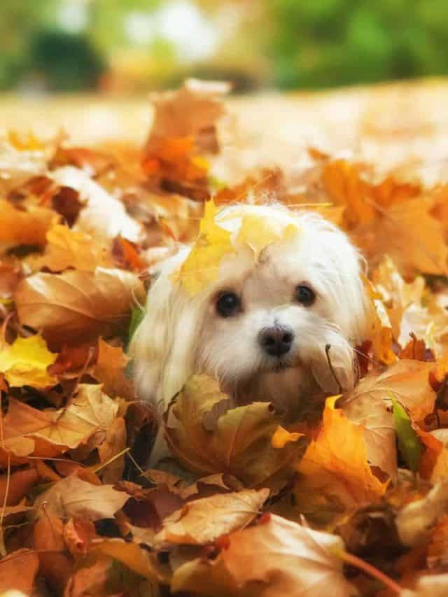 cute havanese dog playing in autumn leaves