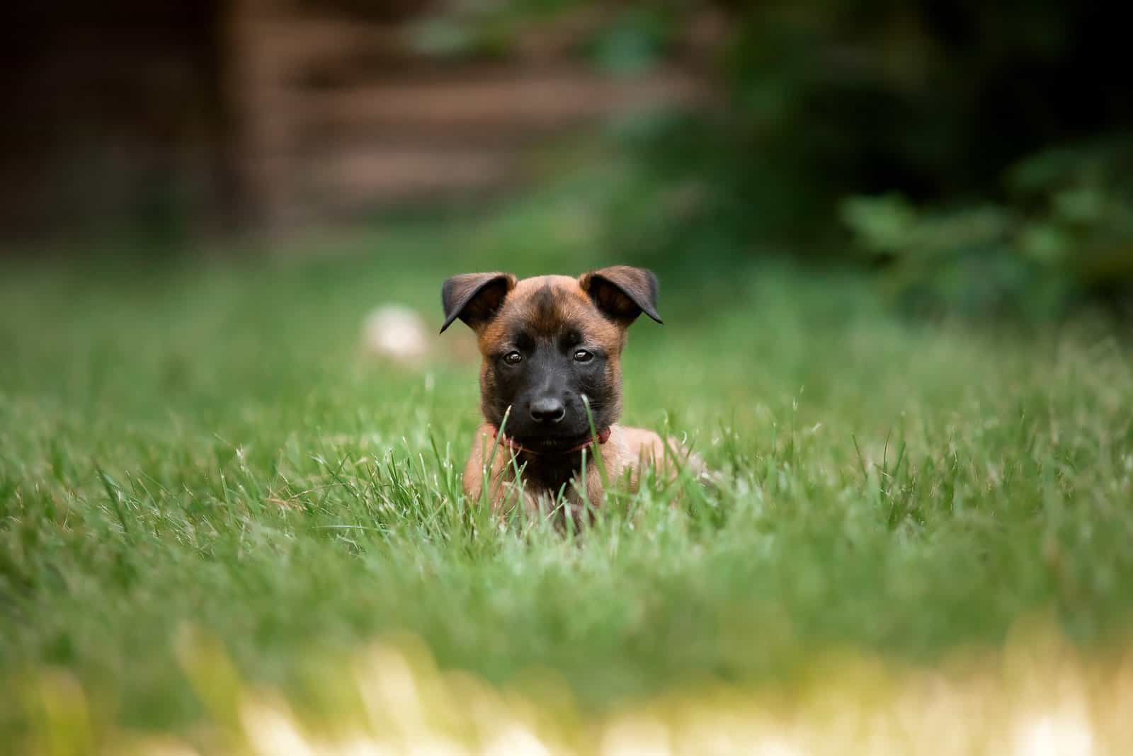 cute belgian malinois puppy in grass