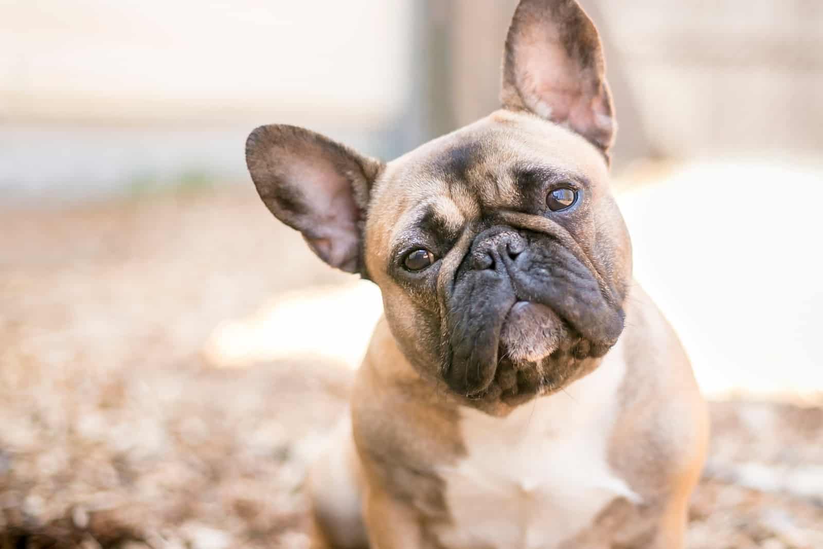 cute bulldog sitting outside