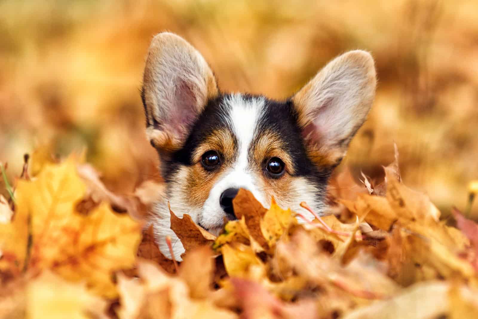 cute corgi puppy covered in autumn leaves