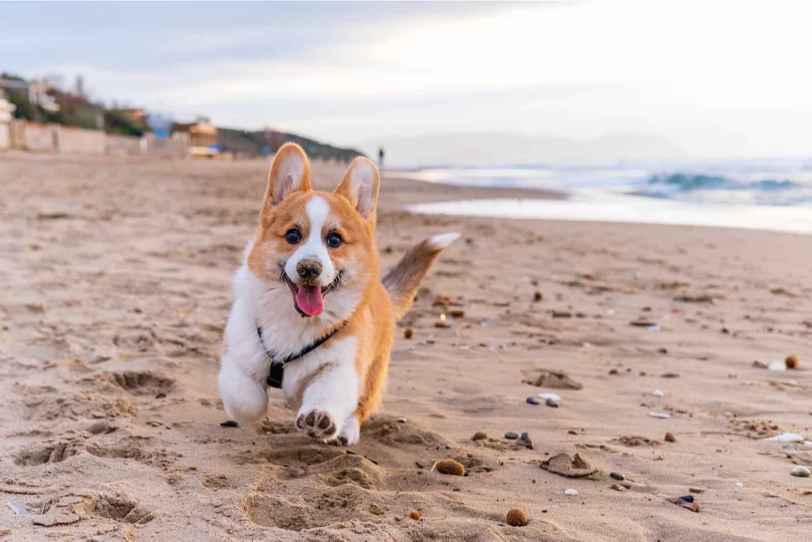 cute corgi running at the beach