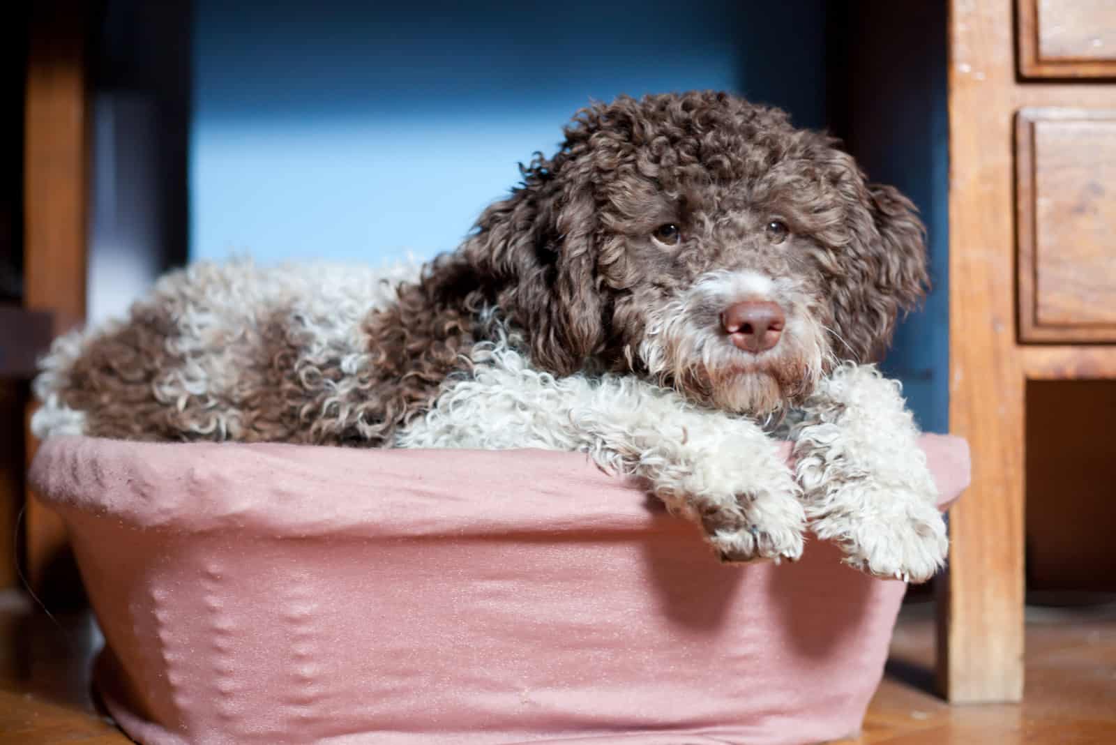 cute dog in a basket lying