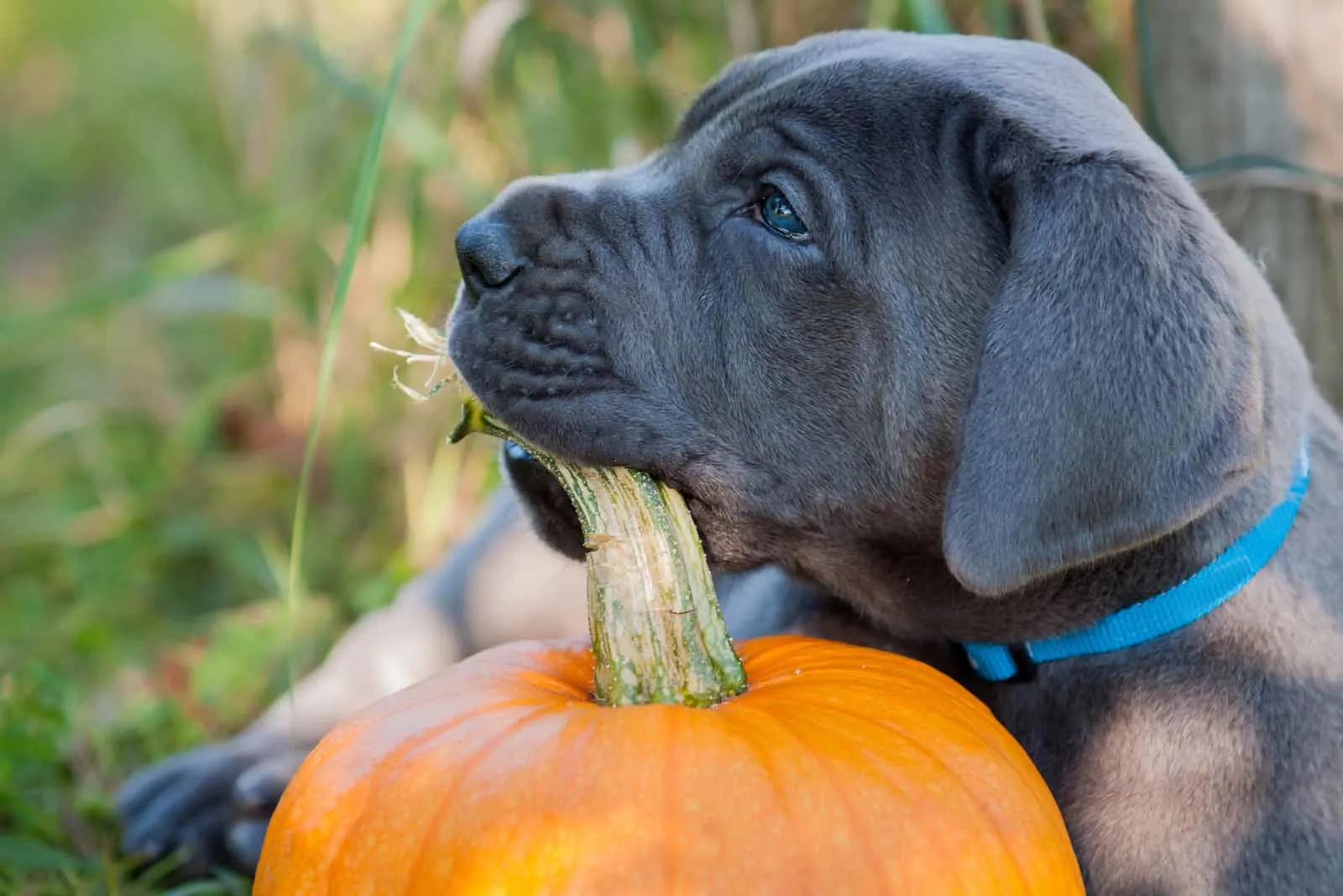 cute great dane puppy chewing on a pumpkin