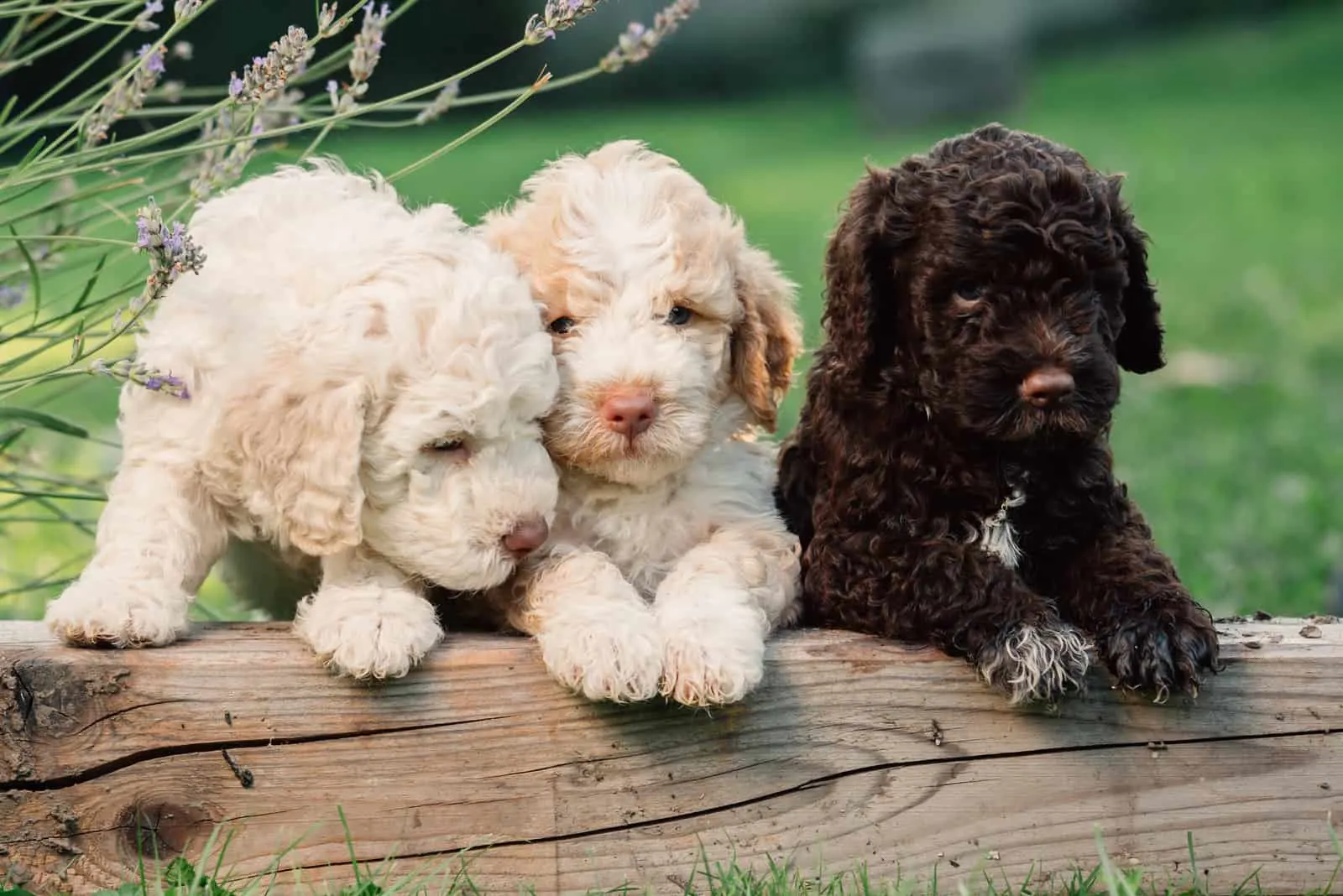 cute little three puppies playing outdoor